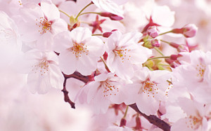 Sakura-thumb-400x250