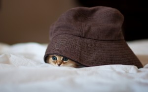 猫の帽子ピープ隠す